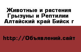 Животные и растения Грызуны и Рептилии. Алтайский край,Бийск г.